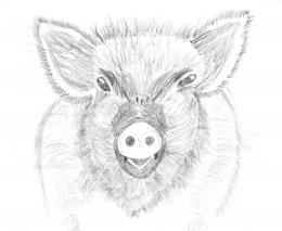 pig